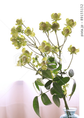 緑色のバラ 89155152