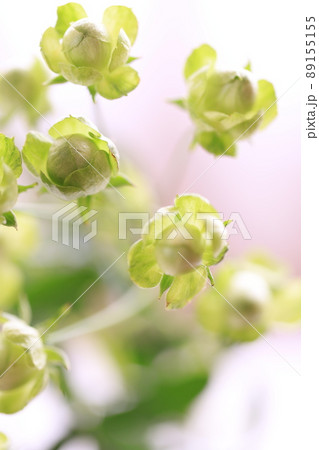 緑色のバラ 89155155