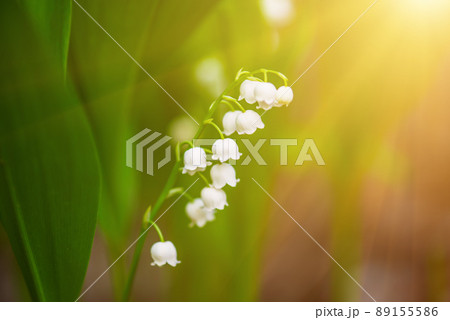 Lily of the valley 89155586
