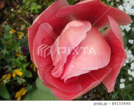 春の花 春の花 89155640