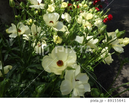 春の花 春の花 89155641