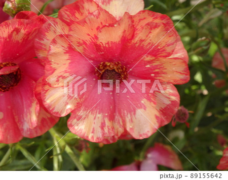 春の花 89155642