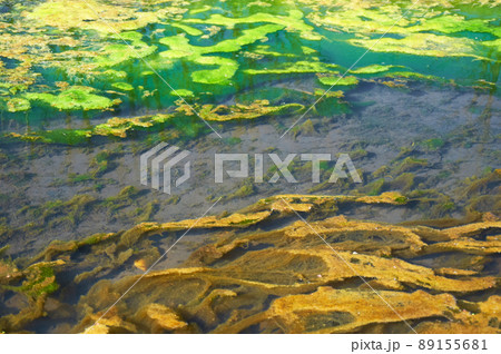 Green and orange algae on the river. Pollution of the environment. 89155681