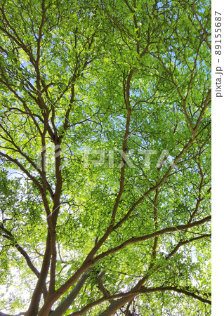 Landscape the big tree 89155687