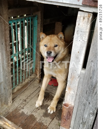 喜んで折から飛び出す北海道犬 喜んで折から飛び出す北海道犬 89155716