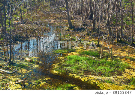 Green and orange algae on the river. Pollution of the environment. Green and orange algae on the river. Pollution of the environment. 89155847