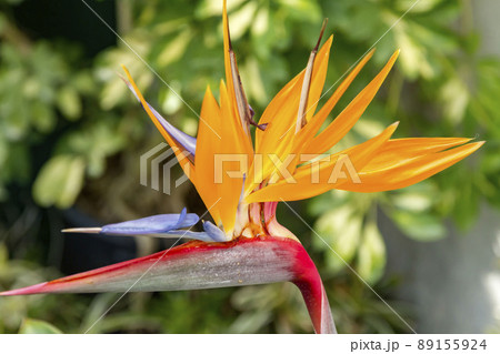 ゴクラクチョウカ ゴクラクチョウカ 89155924