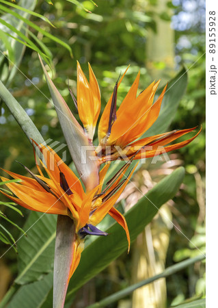 ゴクラクチョウカ 89155928