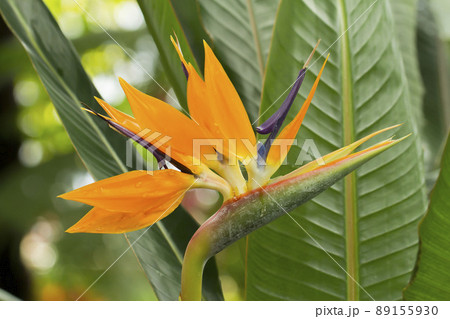 ゴクラクチョウカ ゴクラクチョウカ 89155930