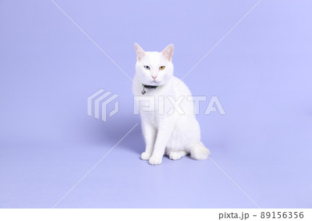 Cat in Purple Cat in Purple 89156356