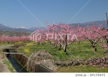 山梨市の満開の桃畑 山梨市の満開の桃畑 89156645