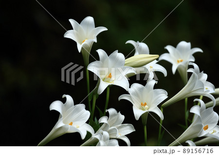 花 フラワー お花 89156716