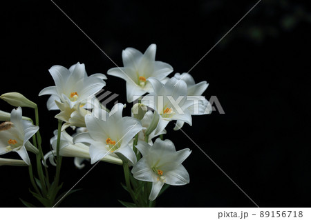 花 フラワー お花 89156718
