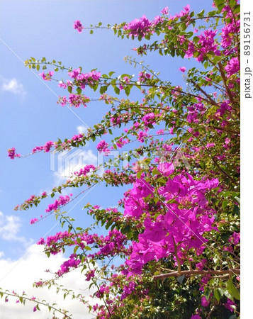 青空に咲くブーゲンビリア8　沖縄 89156731