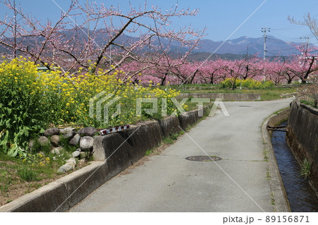 山梨市の満開の桃畑 89156871