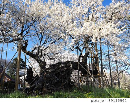 山梨県　満開の山高神代桜　4月 89156942