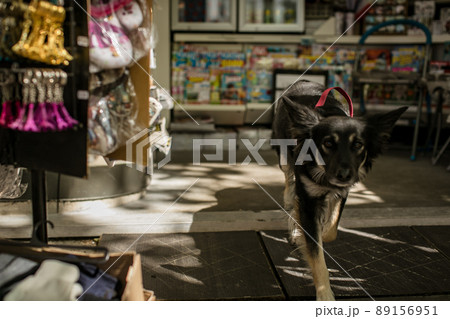 パリ キオスク店先の犬 パリ キオスク店先の犬 89156951