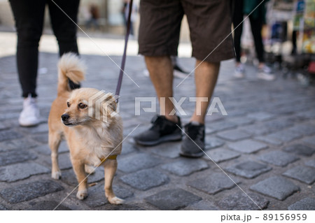 パリ 石畳を散歩する犬 パリ 石畳を散歩する犬 89156959