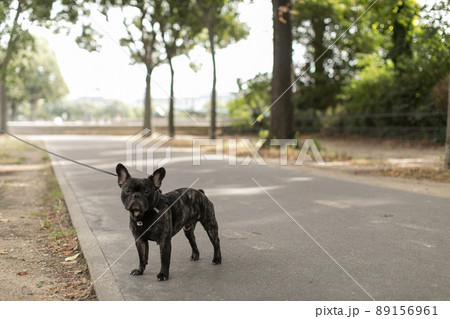 パリ 石畳を散歩する犬 パリ 石畳を散歩する犬 89156961