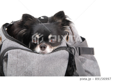 リュックタイプのキャリーバッグに入ったブラックタンのロングコートチワワ  リュックタイプのキャリーバッグに入ったブラックタンのロングコートチワワ  89156997