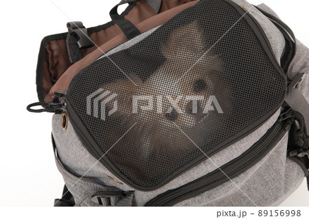 リュックタイプのキャリーバッグに入ったクリーム色のロングコートチワワ  89156998