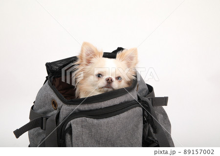 リュックタイプのキャリーバッグに入ったクリーム色のロングコートチワワ  89157002