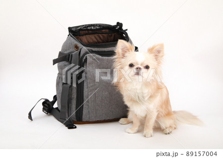 リュックタイプのキャリーバッグの横でおすわりをしているクリーム色のロングコートチワワ  89157004