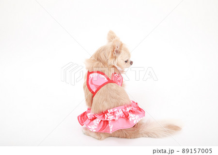 ペット用の水着を着たクリーム色のロングコートチワワ  89157005