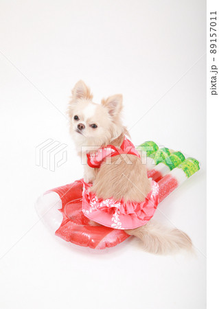 ボード型の浮き輪に乗ったビキニを着ているクリーム色のロングコートチワワ  89157011