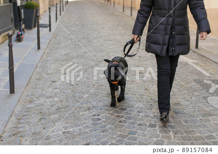 パリ 石畳を散歩する犬 パリ 石畳を散歩する犬 89157084