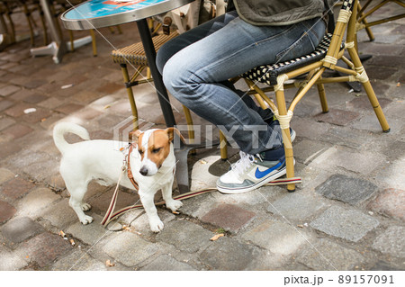 パリ カフェで一休みする犬 パリ カフェで一休みする犬 89157091
