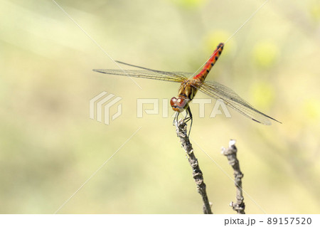 アキアカネ 89157520