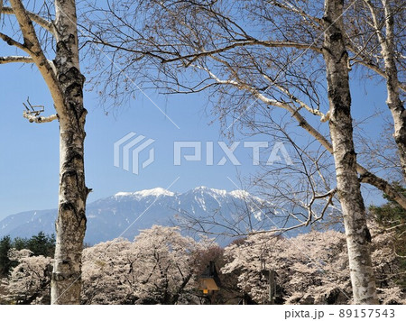 山梨県 南アルプスと清春芸術村の桜 4月 山梨県 南アルプスと清春芸術村の桜 4月 89157543