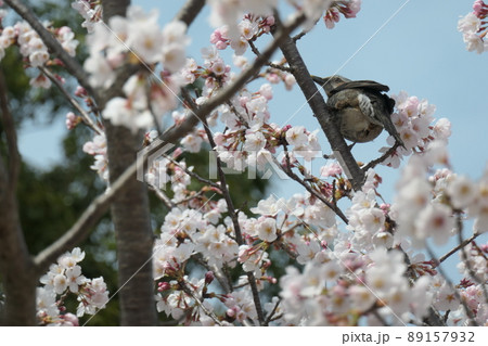 満開のソメイヨシノにヒヨドリ 満開のソメイヨシノにヒヨドリ 89157932