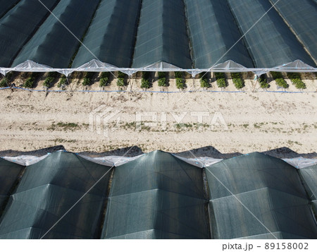 Aerial drone view of huge areas greenhouse for growing strawberries. Greenhouse farming, agriculture industry. Flying over large industrial greenhouses at sunny day. 89158002