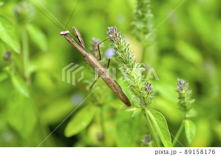 コカマキリ 89158176