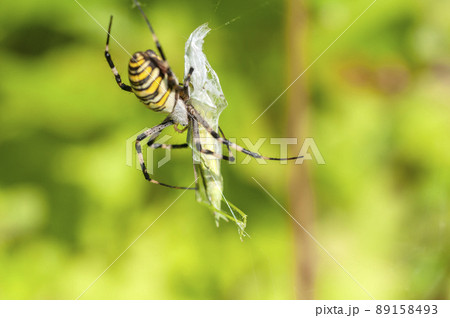 ナガコガネグモ 89158493