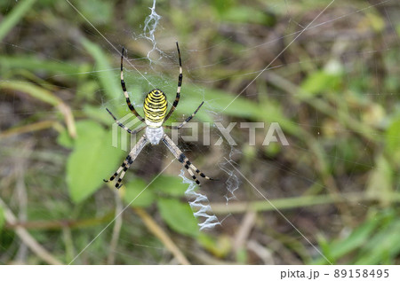ナガコガネグモ 89158495