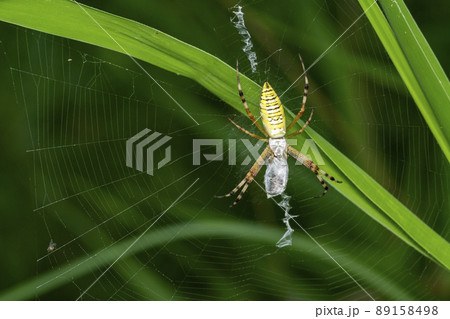 ナガコガネグモ 89158498