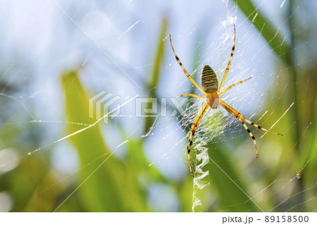 ナガコガネグモ 89158500