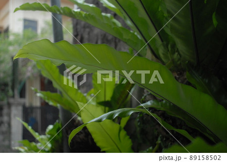 オオタニワタリ 89158502