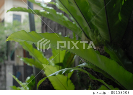 オオタニワタリ 89158503