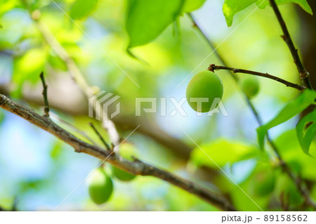 梅の木の新緑と青梅の実 89158562