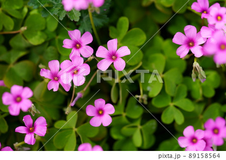イモカタバミの可憐な花 89158564