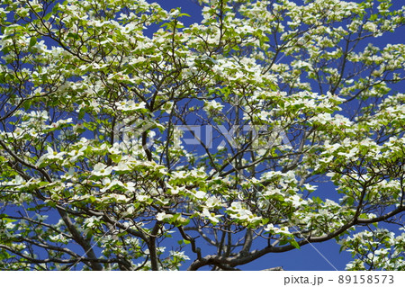 快晴の青空に白いハナミズキ 89158573