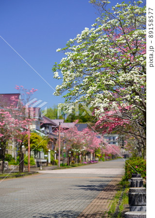 爽やかなハナミズキの町 89158577