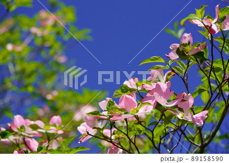 青空に見上げるハナミズキ 89158590