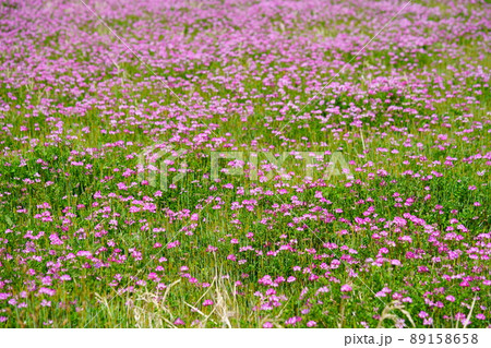 満開のれんげの花畑 89158658