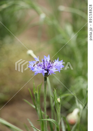 ヤグルマソウと虫 ヤグルマソウと虫 89158828