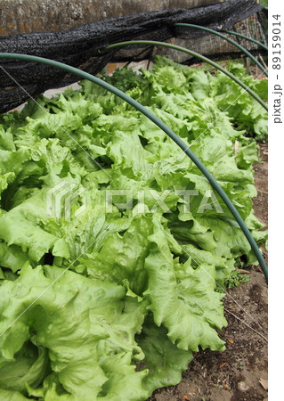 レタスの栽培 89159014